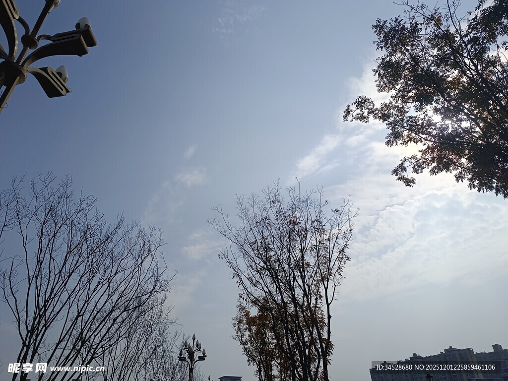 冬日树梢映蓝天