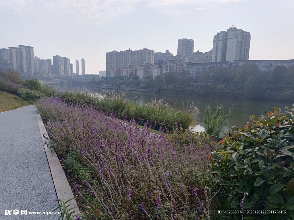 城市河畔的紫色花卉景观