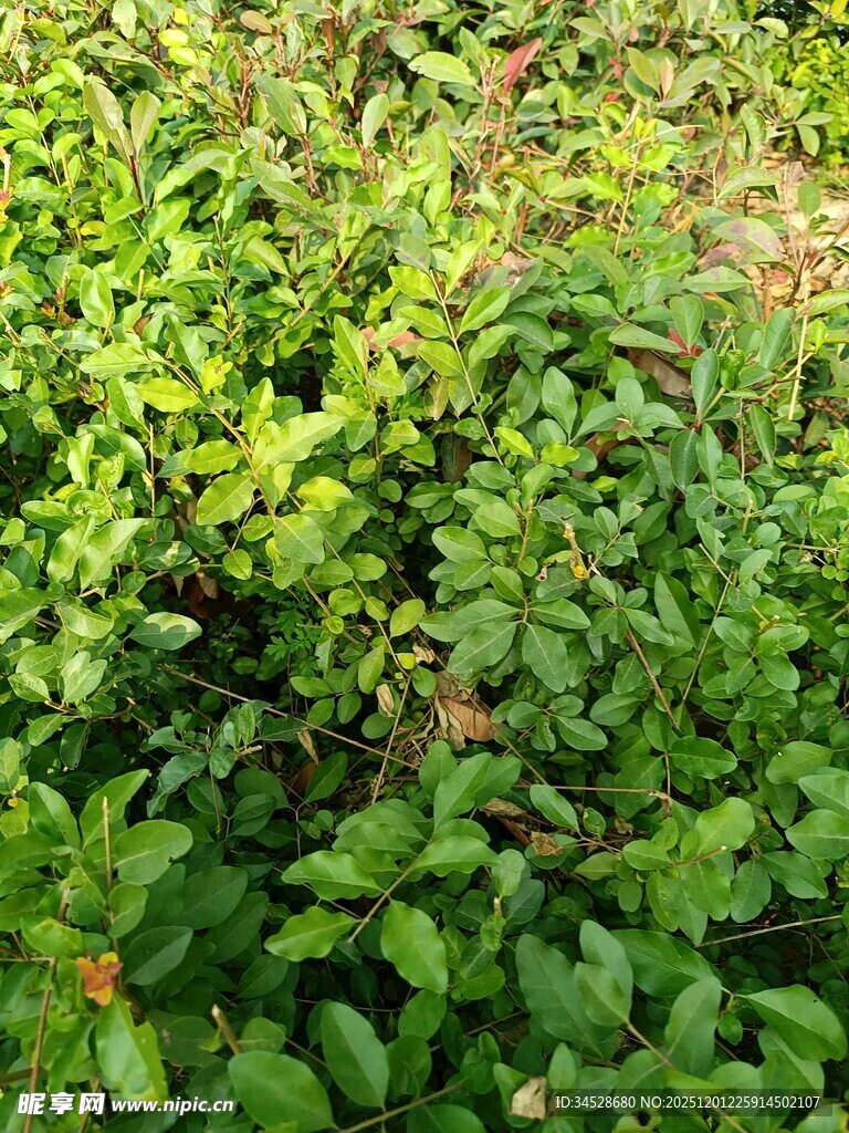 翠绿繁茂的植物景观
