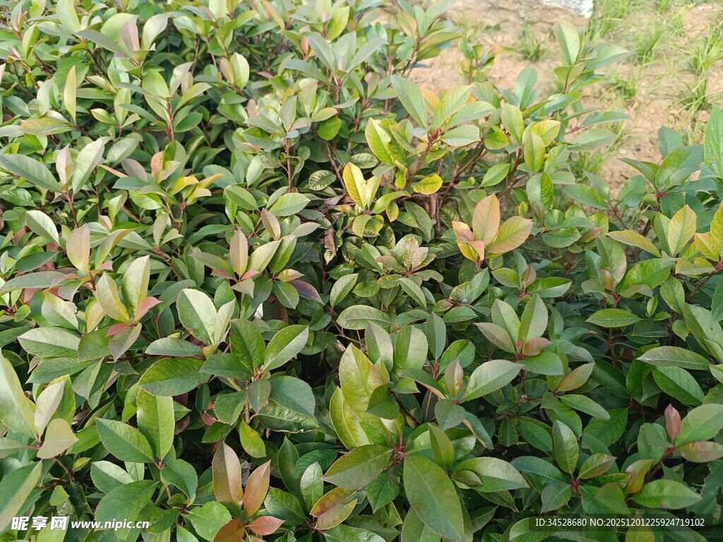 绿叶繁茂的植物景观