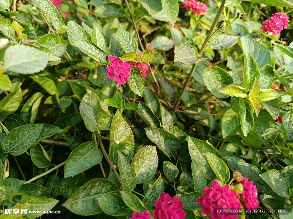 绿叶丛中的艳丽粉色花朵