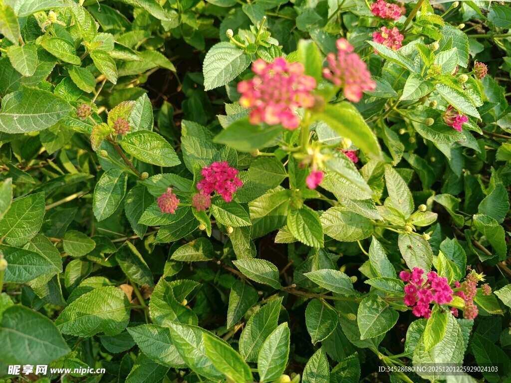 绿叶丛中的鲜艳小红花