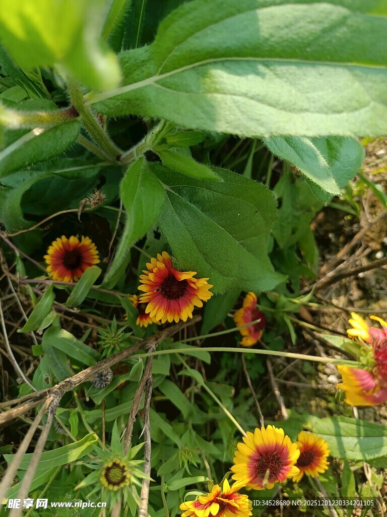 绿叶间绽放的多彩花朵