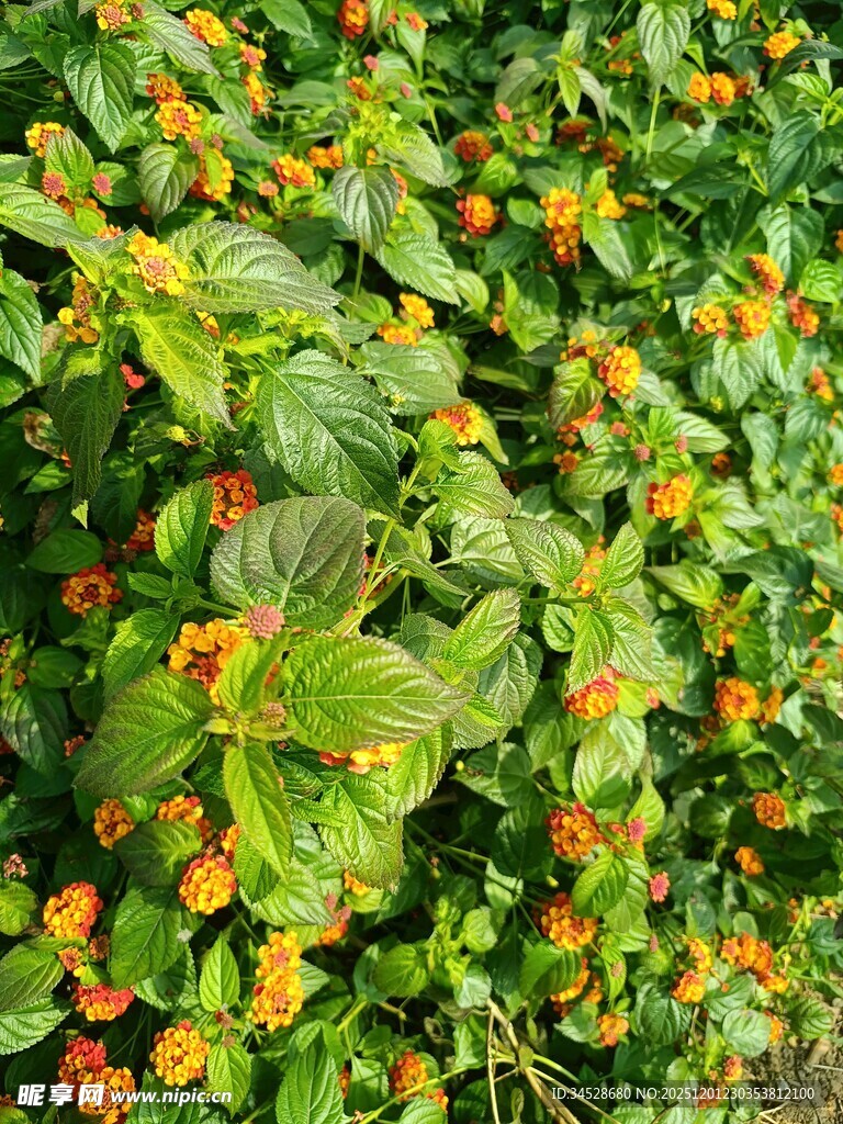 绿叶间的橙色小花