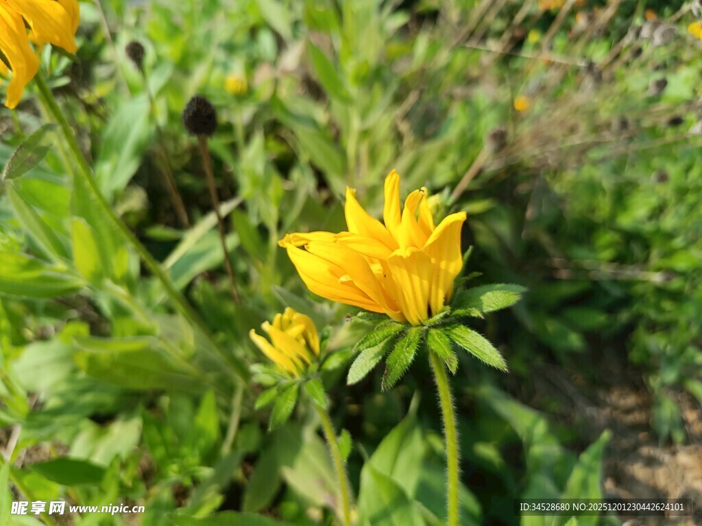 田野中的灿烂黄色小花