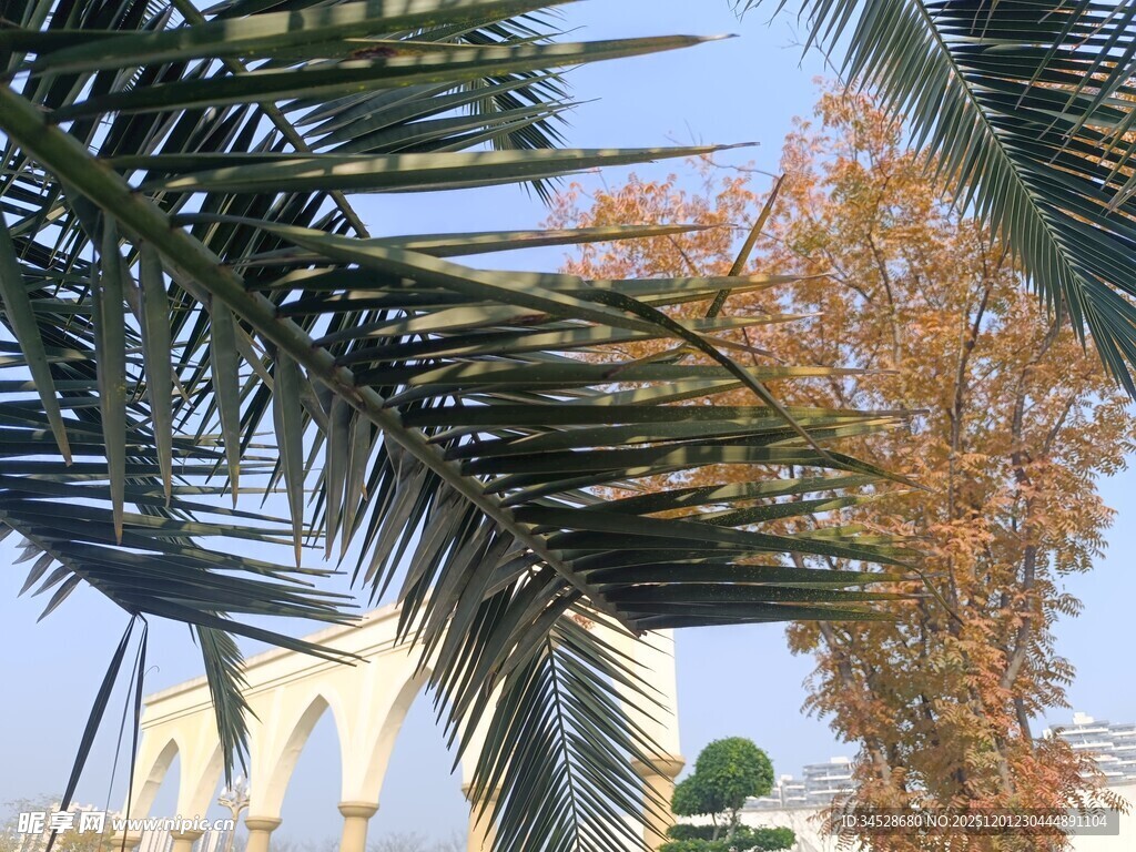 棕榈树枝下的秋日景致