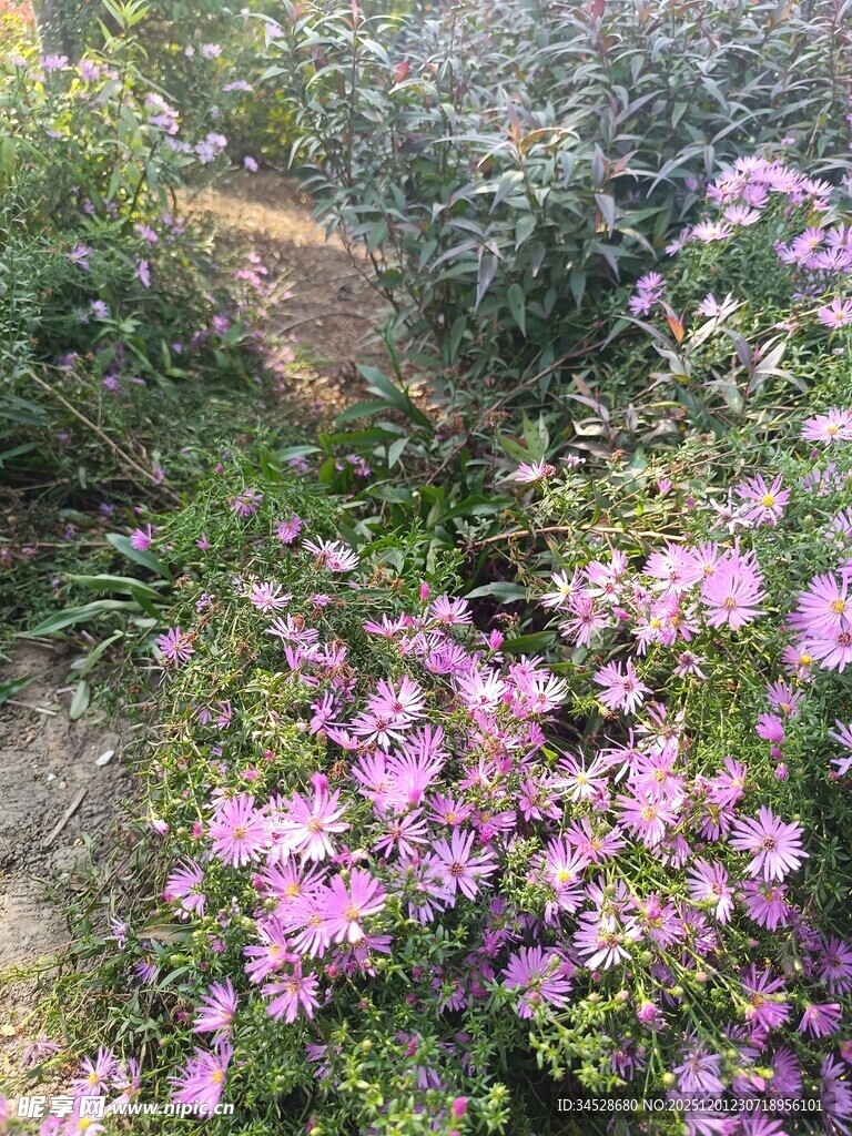 烂漫紫花点缀绿植间