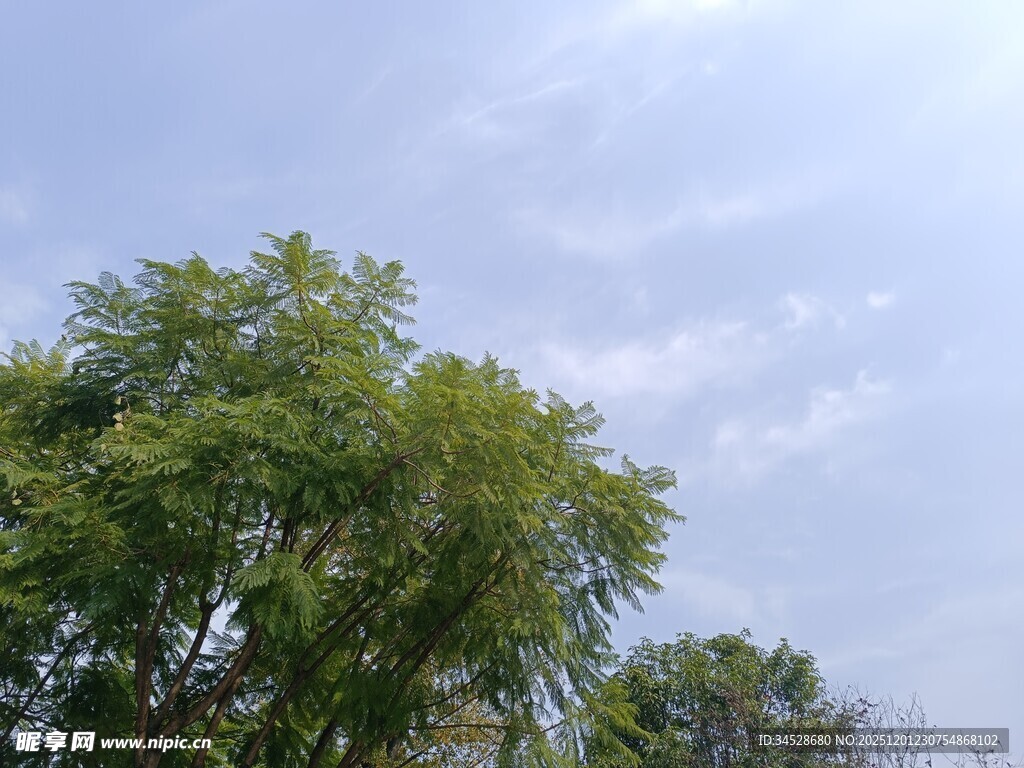 蓝天绿树风景图