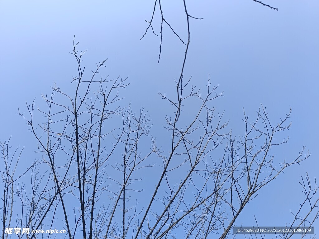 冬日枯树枝干蓝天景象