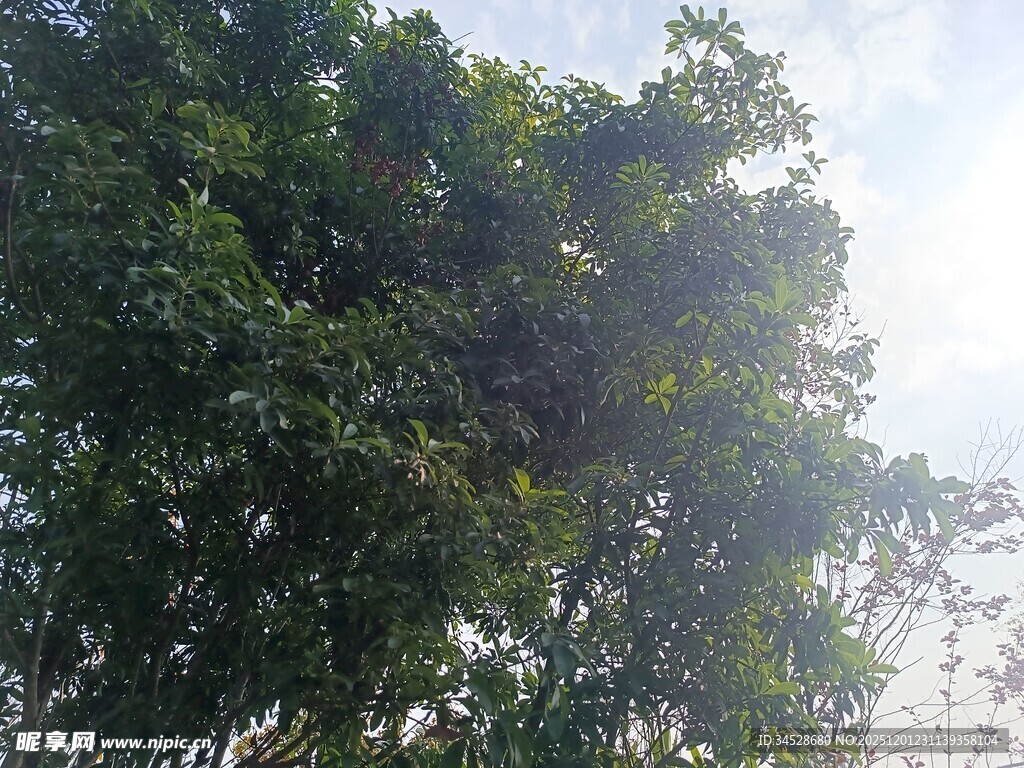 阳光下的葱郁树冠