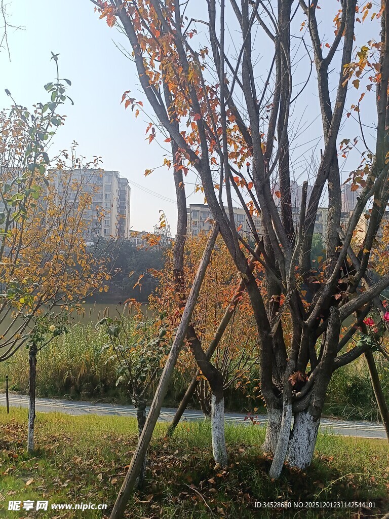 秋日公园树木景致