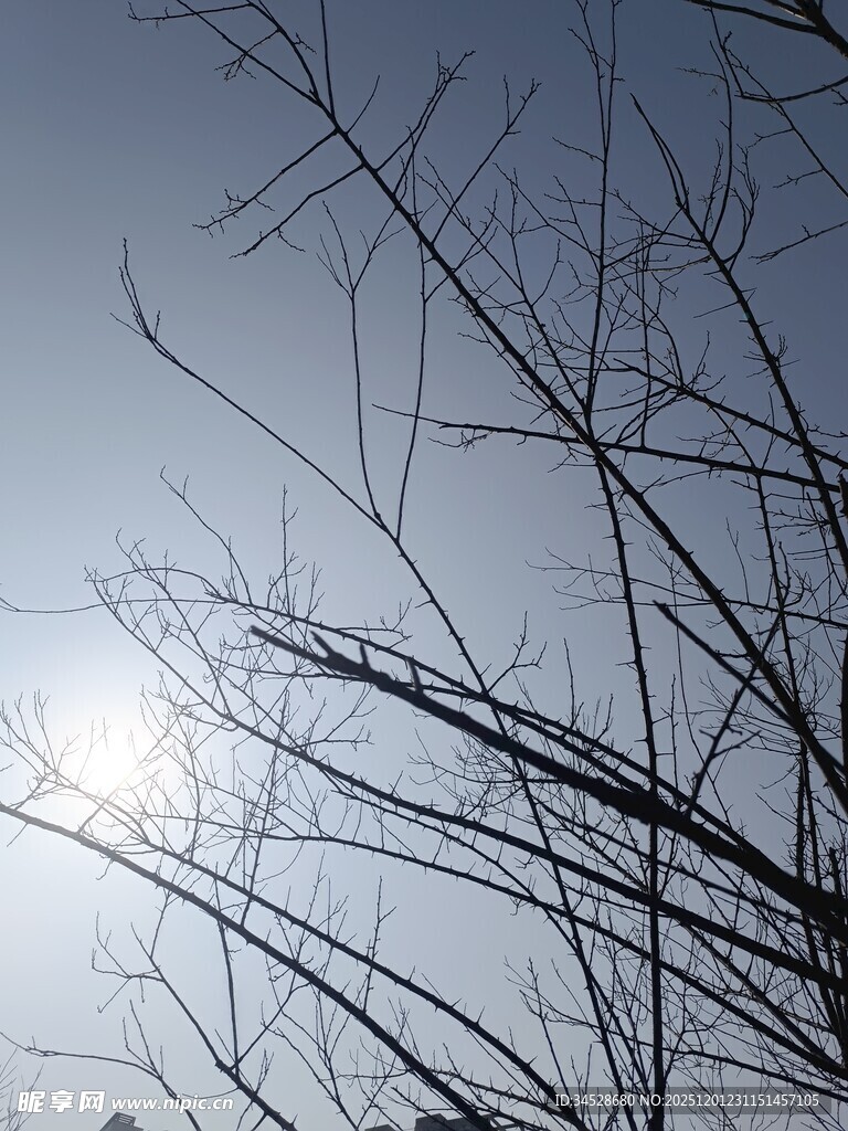 阳光下的光秃树枝