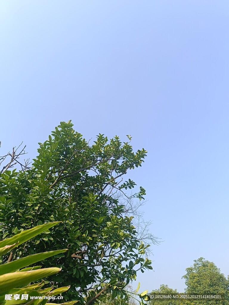 蓝天绿树自然风景图