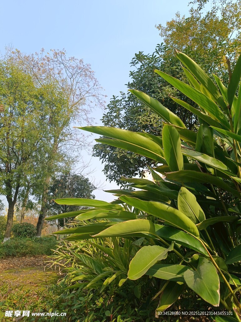 绿意盎然的户外植物景观