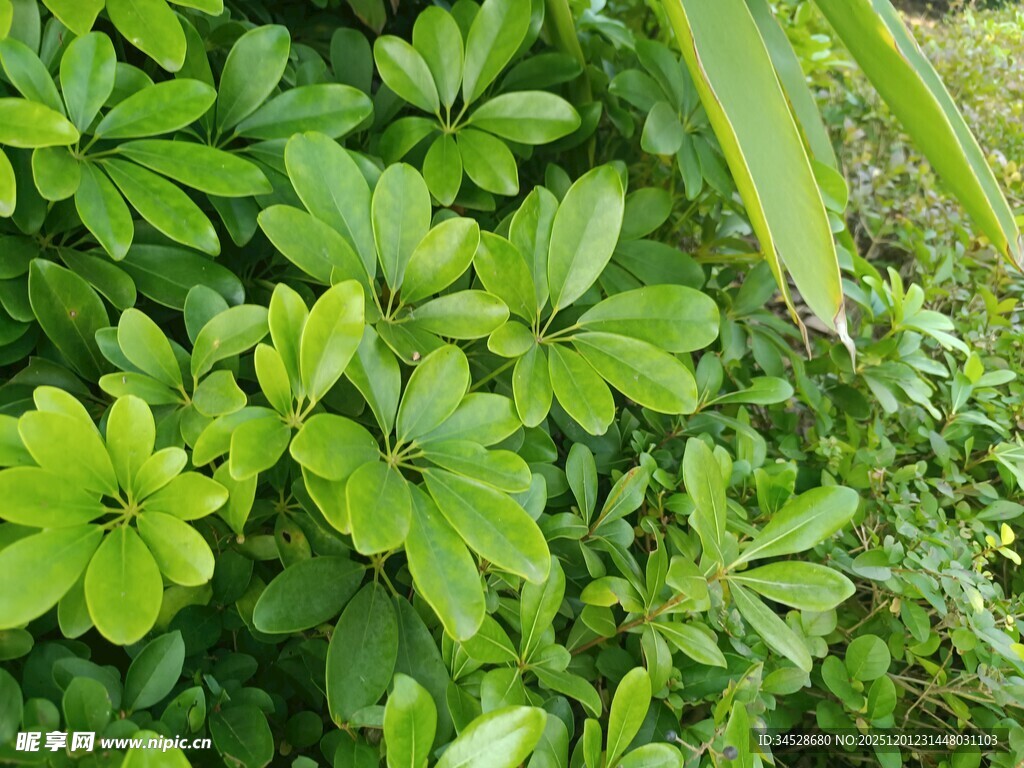 翠绿植物叶子特写