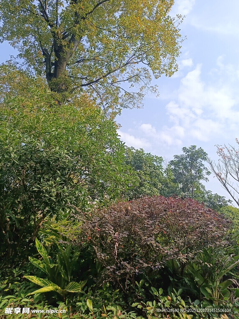 秋日繁茂绿植风景图