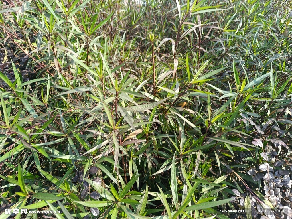 野外丛生的绿色植物