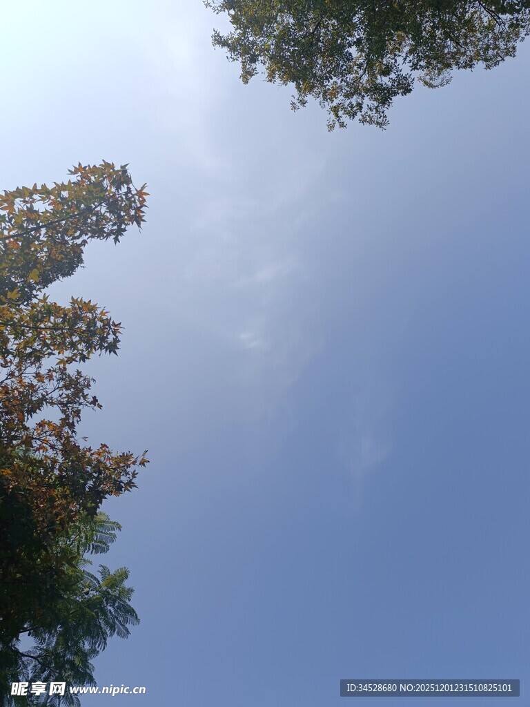 仰视蓝天绿树美景