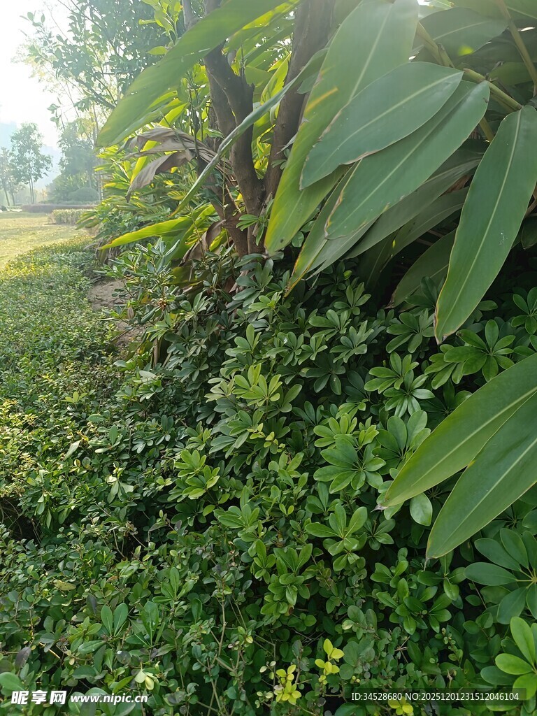 绿意盎然的植物景观