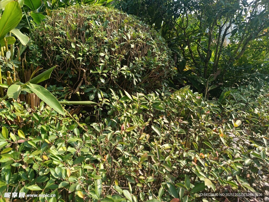 繁茂绿植覆盖的自然景象