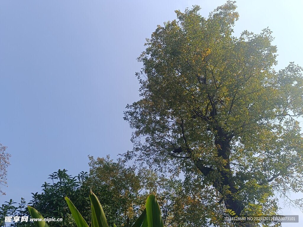 仰望葱郁树木与蓝天