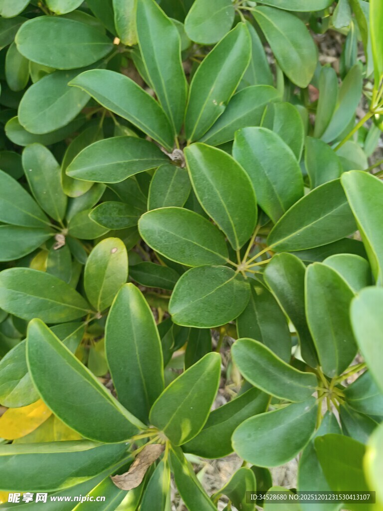 绿叶繁茂的植物特写