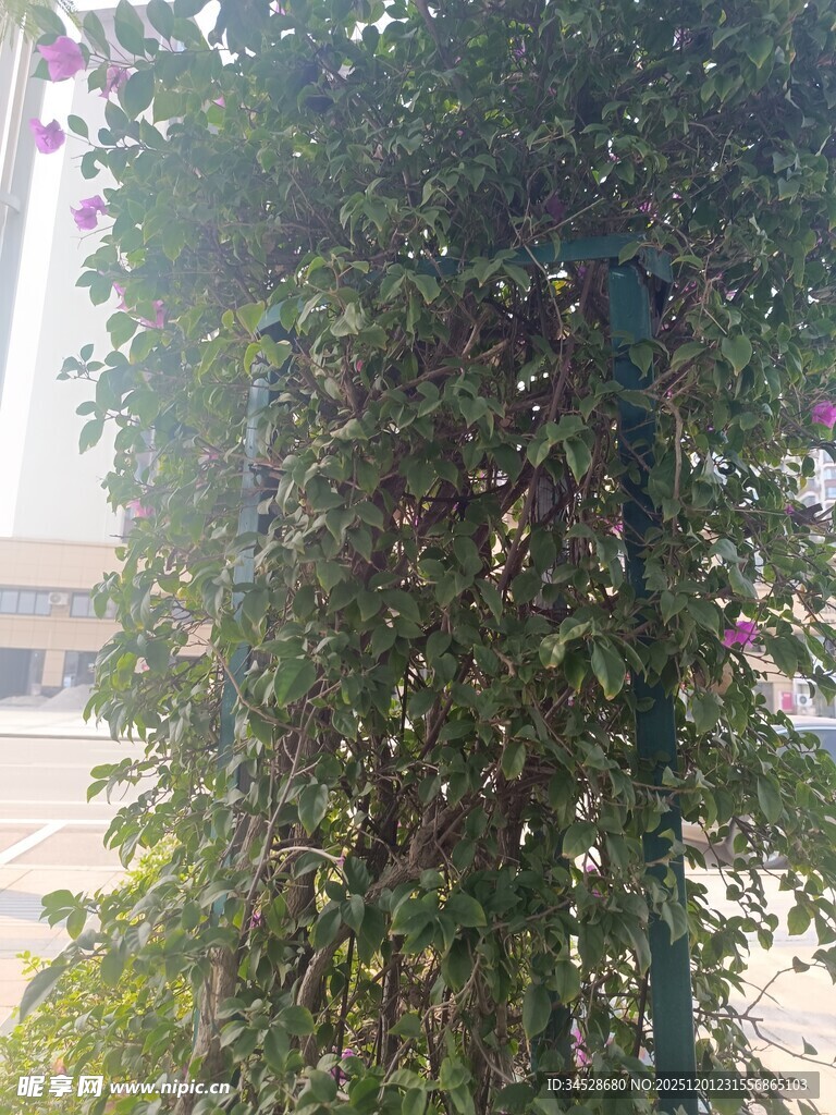 绿叶繁茂的攀爬植物