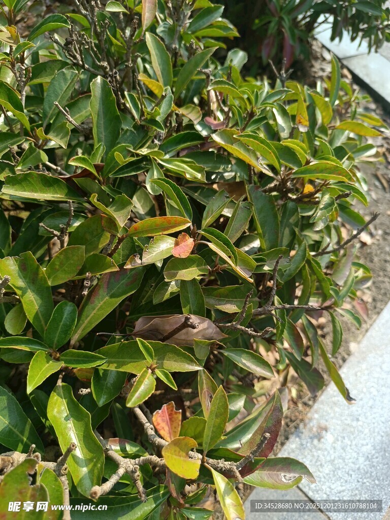 绿叶繁茂的植物景观