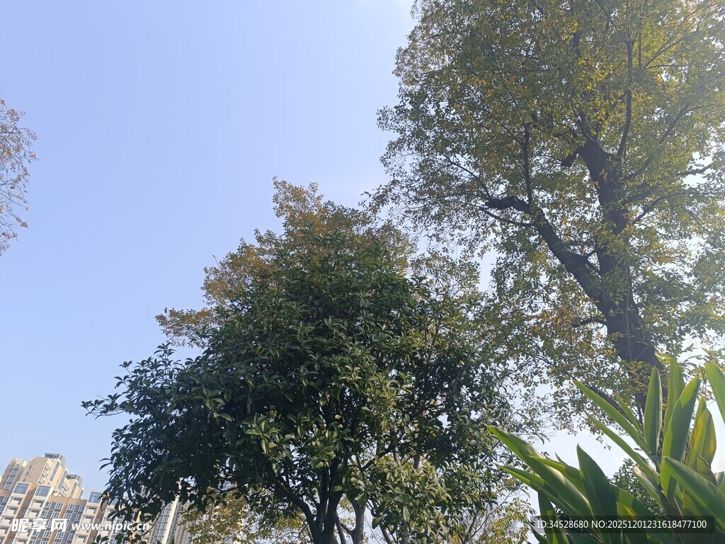 阳光下的葱郁树木