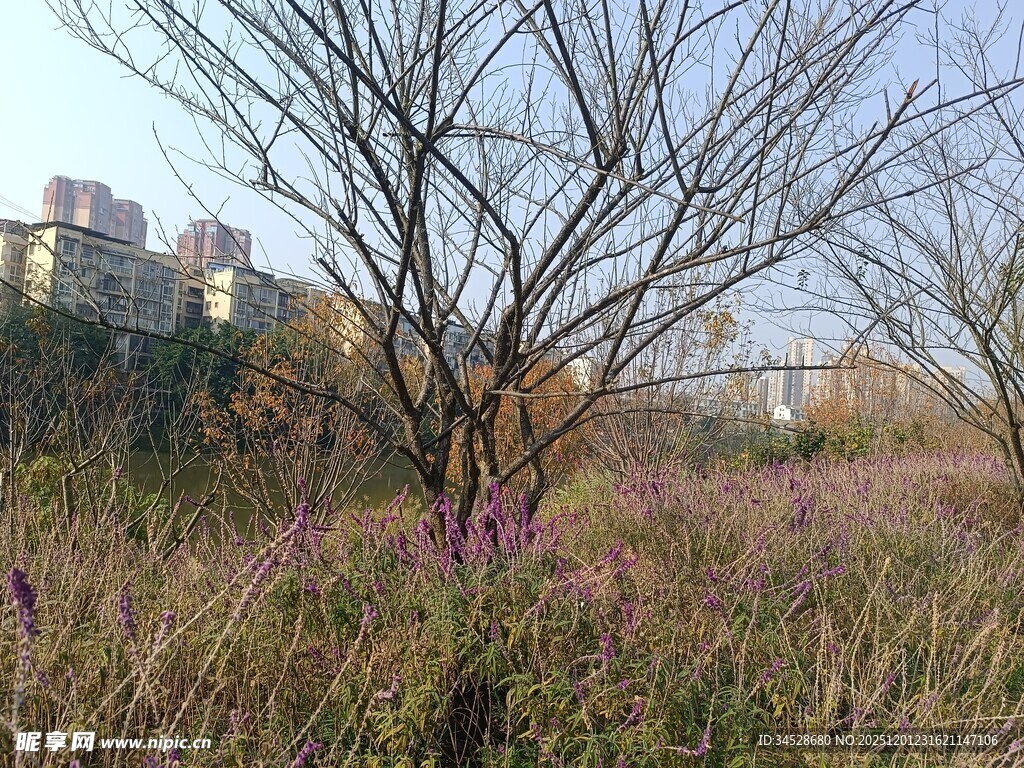 冬日枯树旁的紫色野花