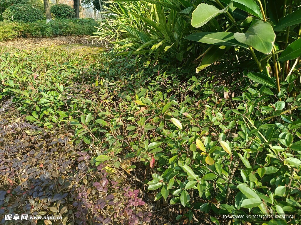 田园草地间的繁茂绿植