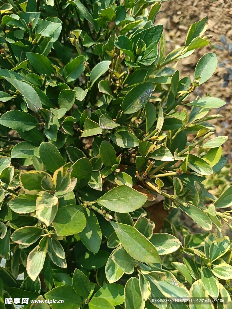 绿叶繁茂的绿色植物