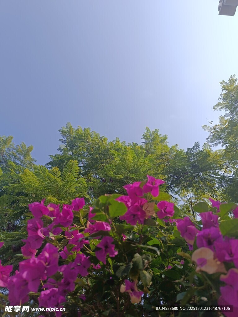 阳光下绽放的艳丽三角梅