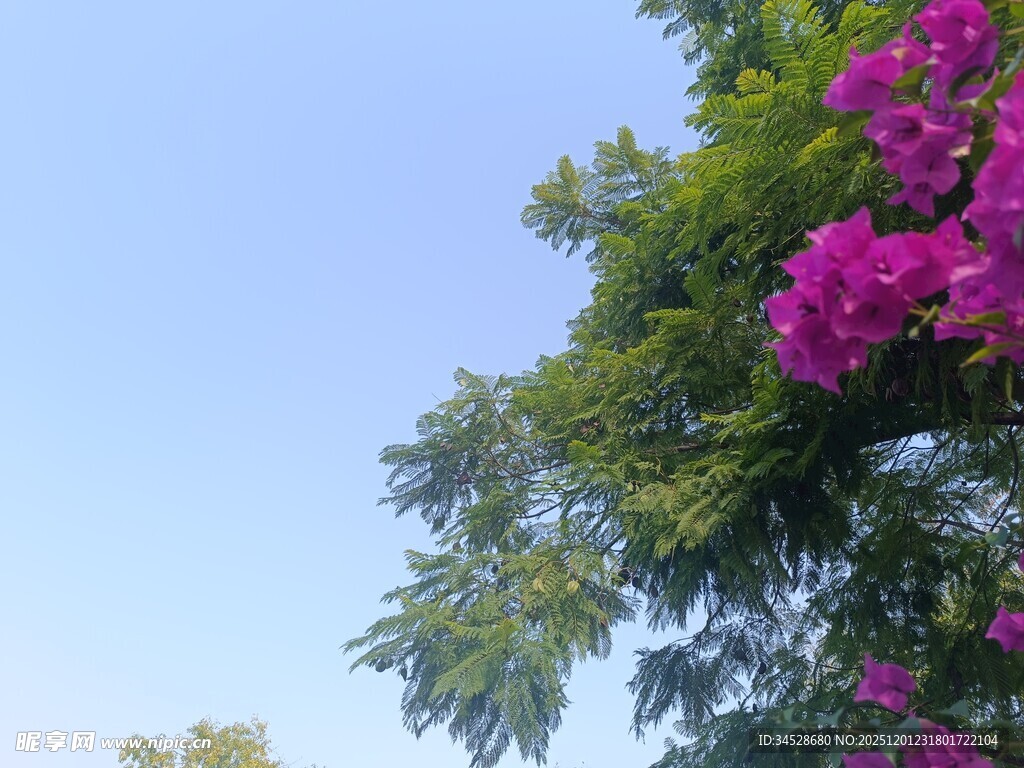 蓝天映衬下的艳丽三角梅