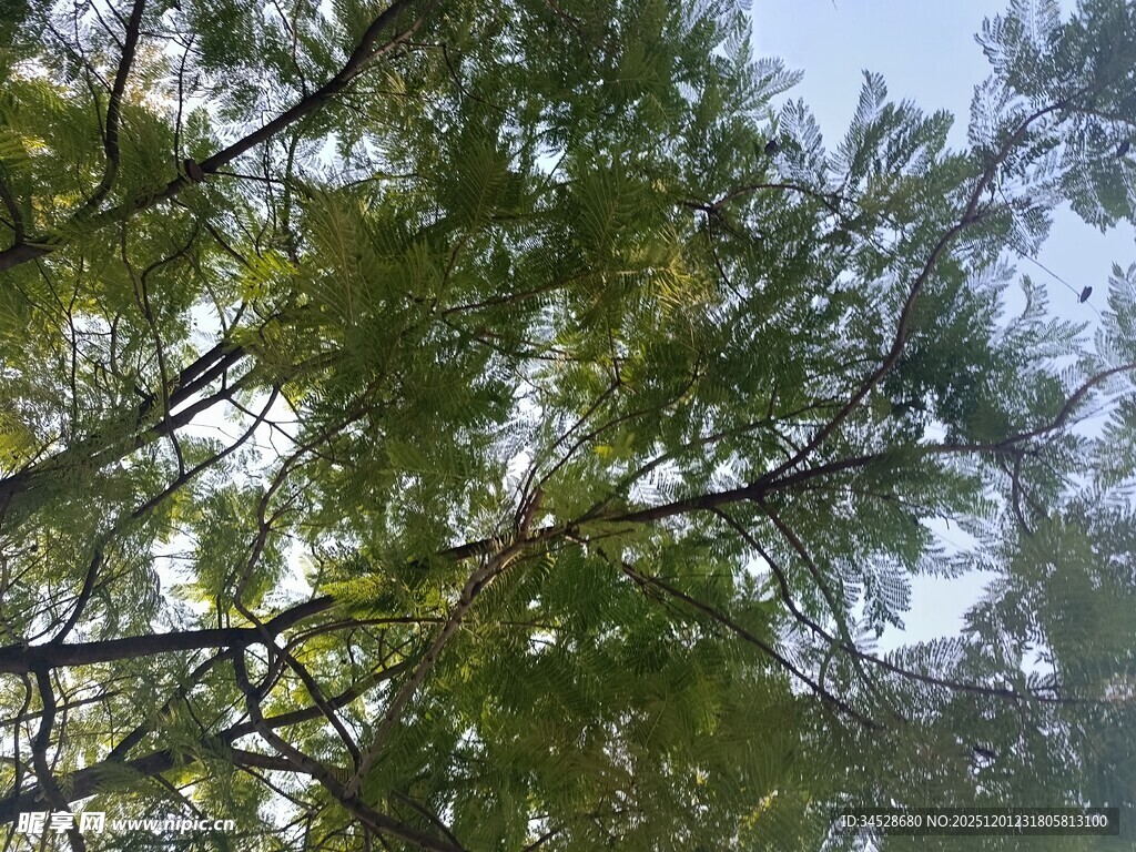 枝叶繁茂的树木景观