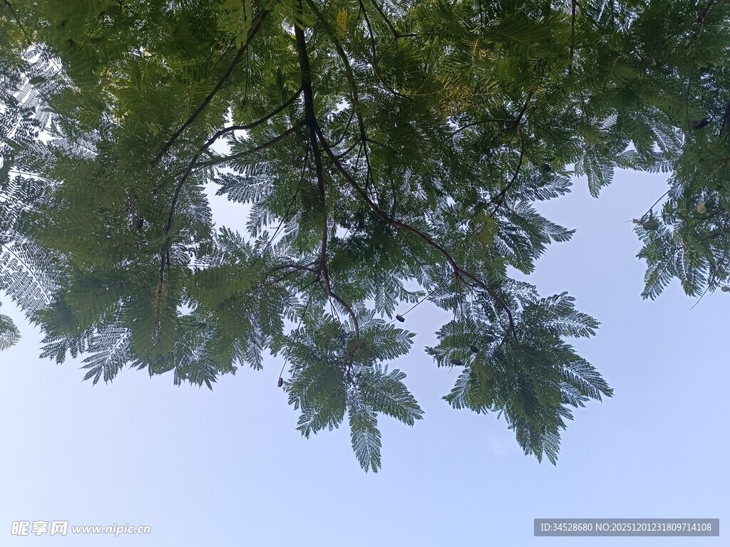 仰视枝叶繁茂的绿树