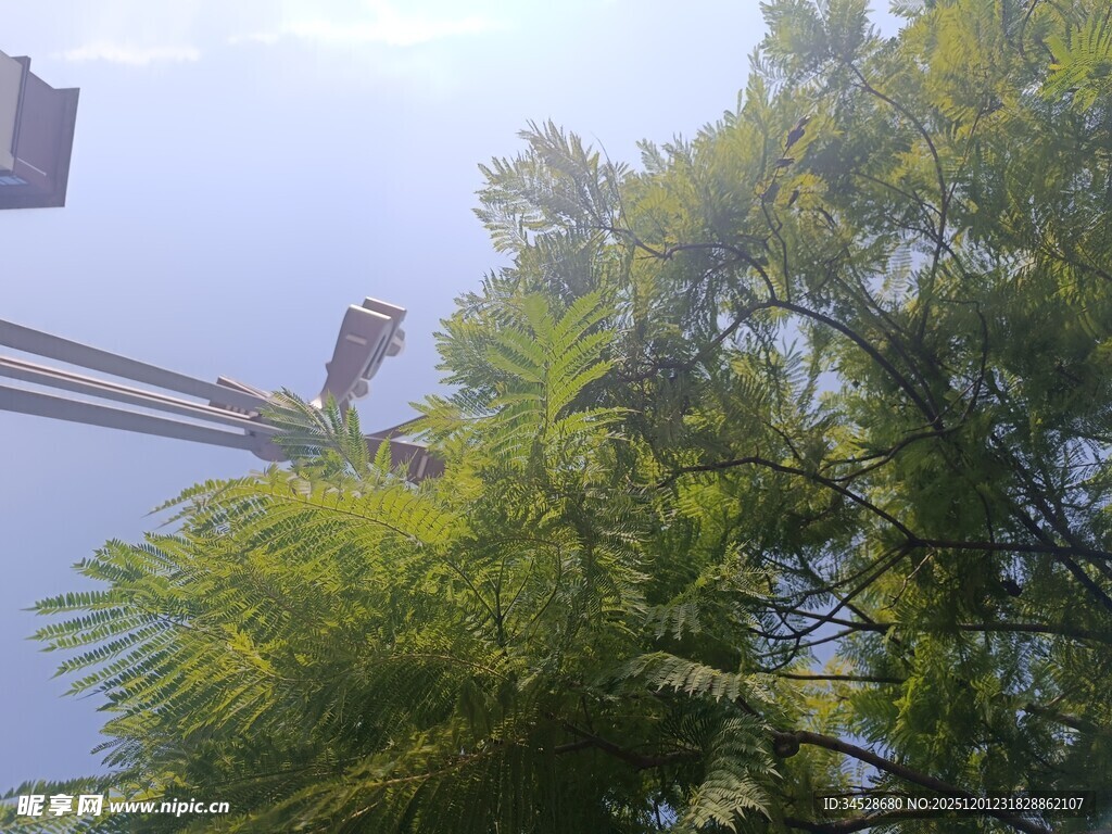 工人高空作业于绿树之上