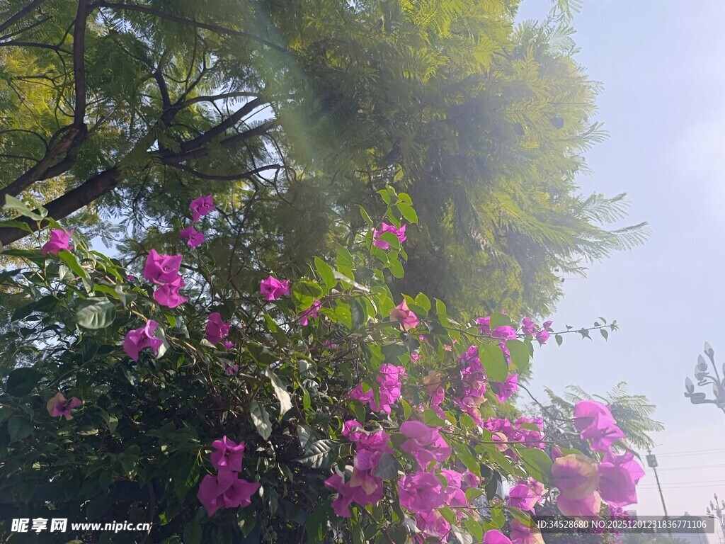 阳光下绽放的艳丽三角梅