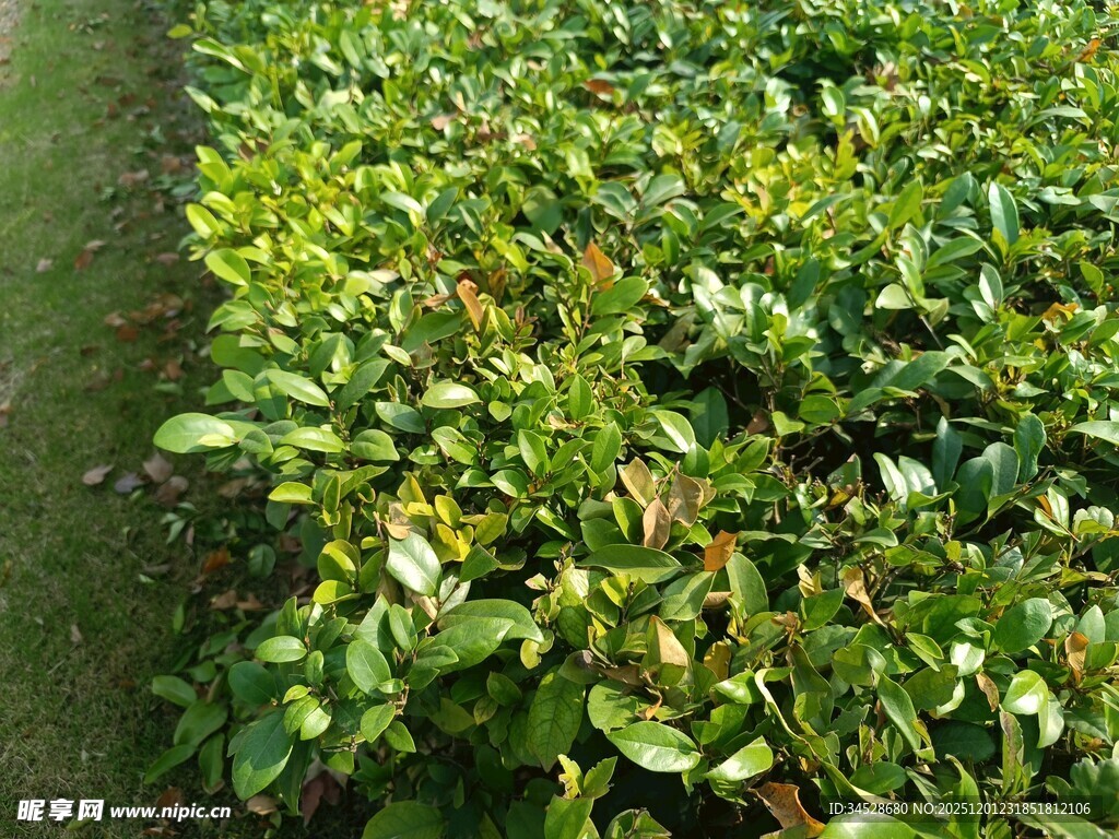 翠绿繁茂的灌木丛景观