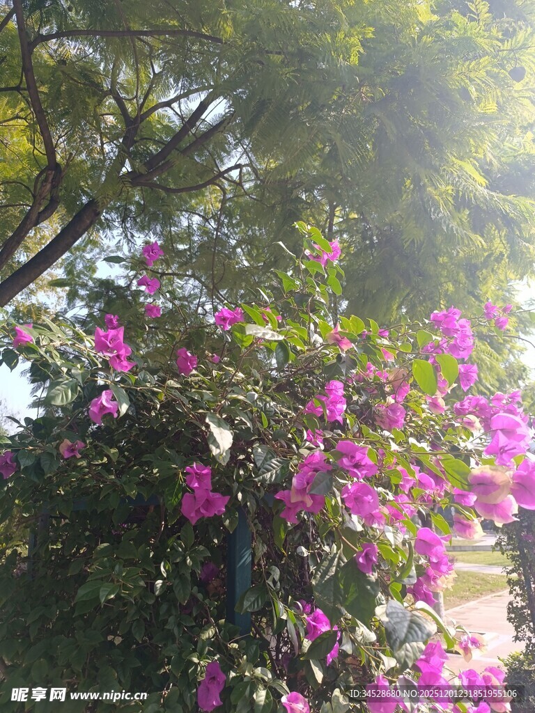 阳光下绽放的艳丽三角梅