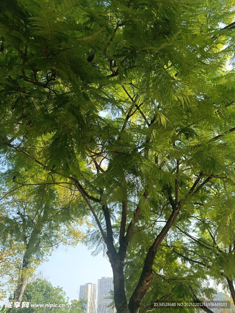 阳光下的繁茂绿树