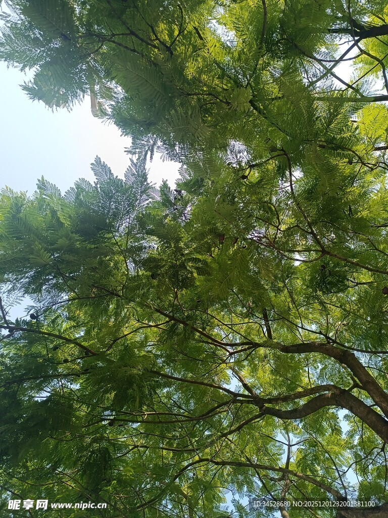 仰视茂密绿荫树冠