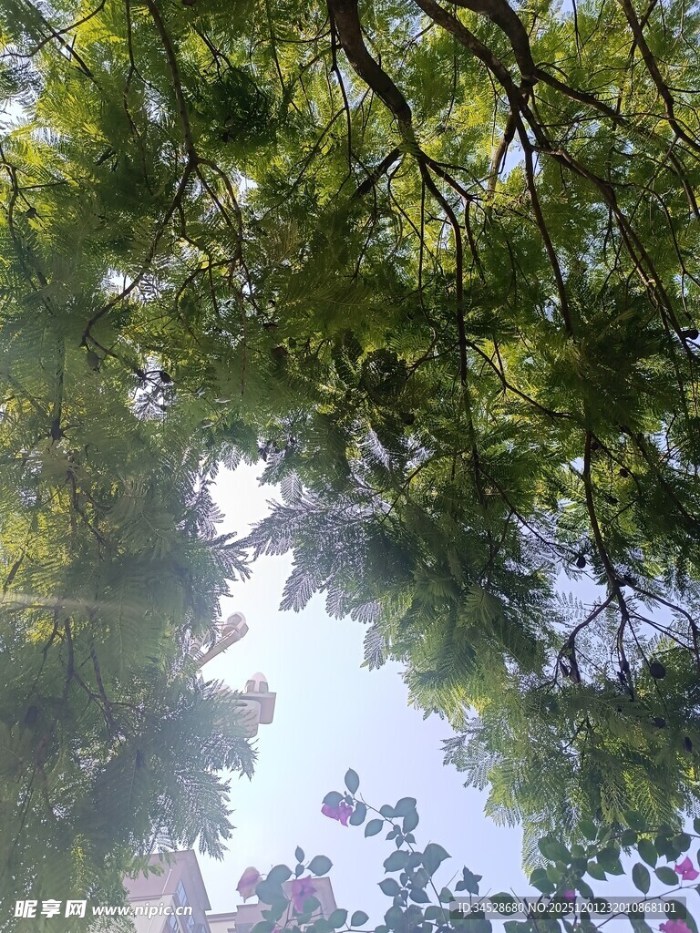 仰视繁茂绿树树冠