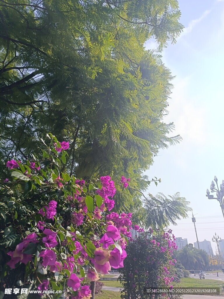 繁花绿树间的明媚景致