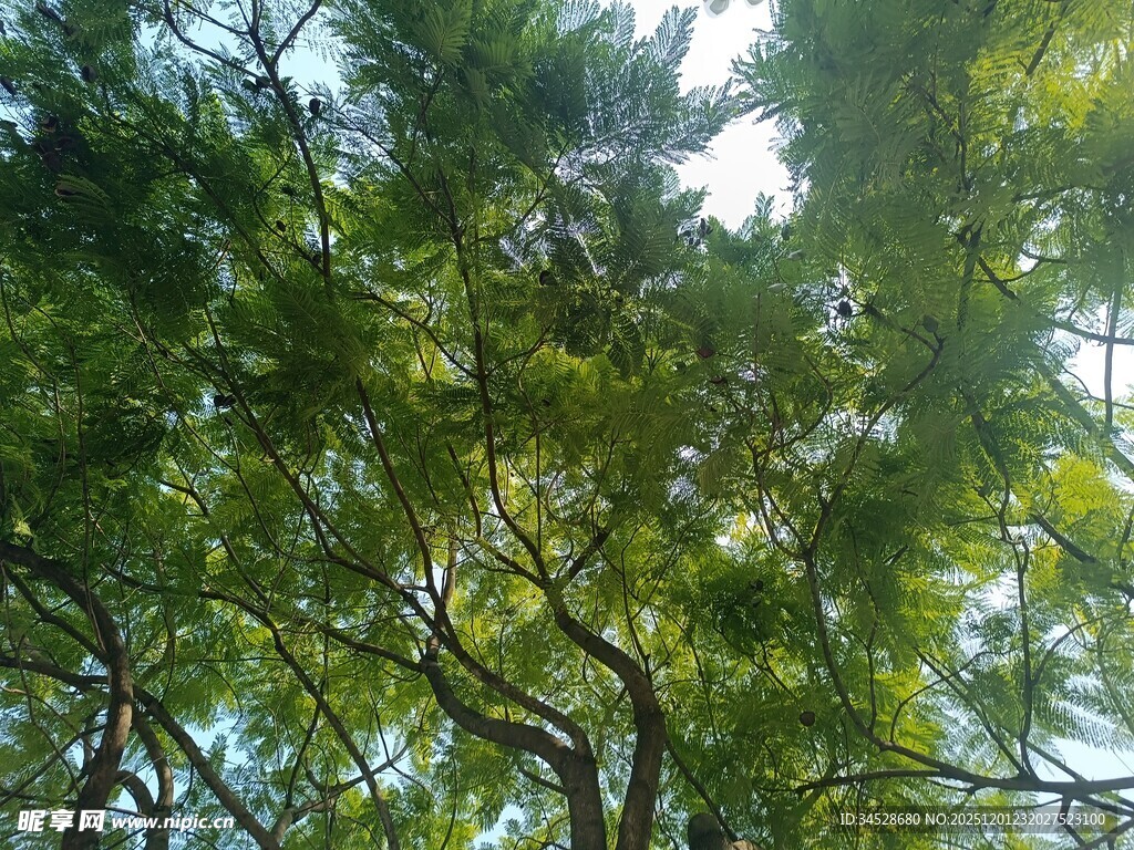 仰视葱郁树冠