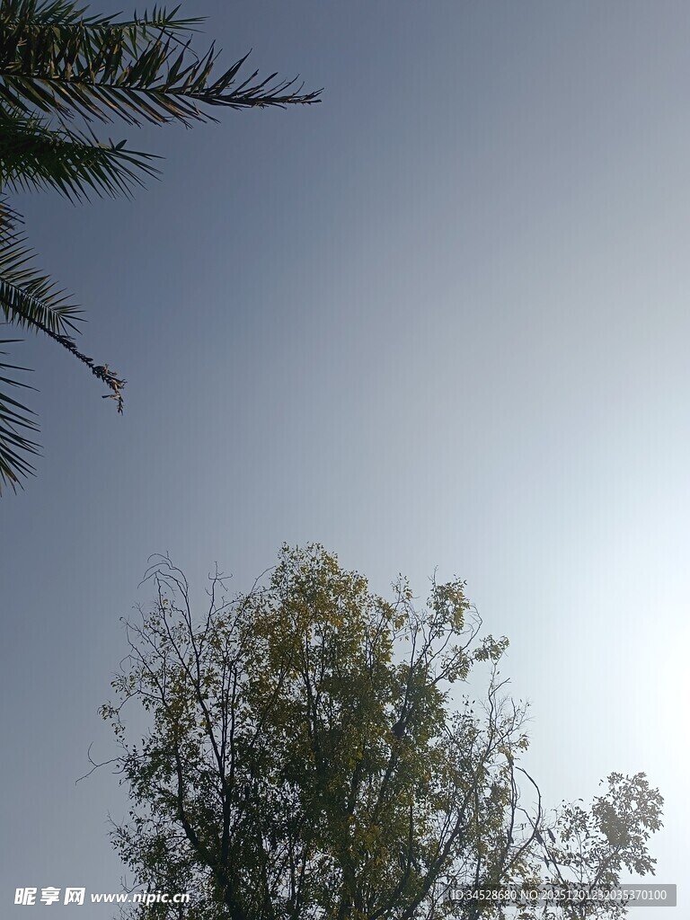 仰视天空中的树木与阳光