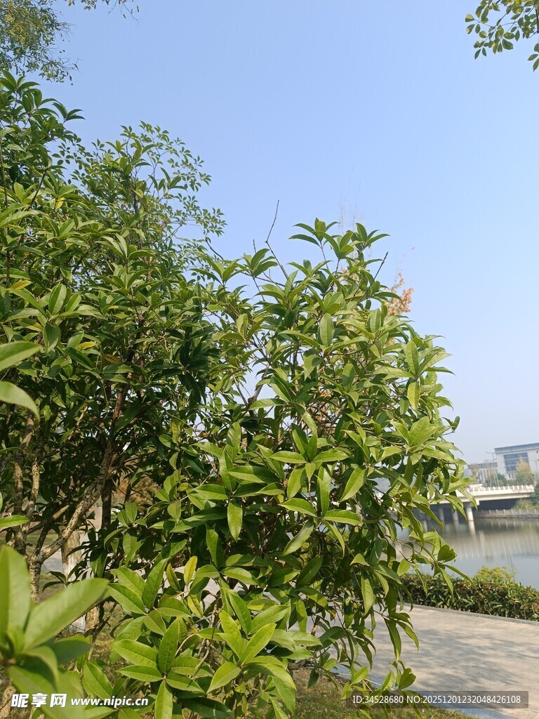 路边葱郁绿植与开阔蓝天