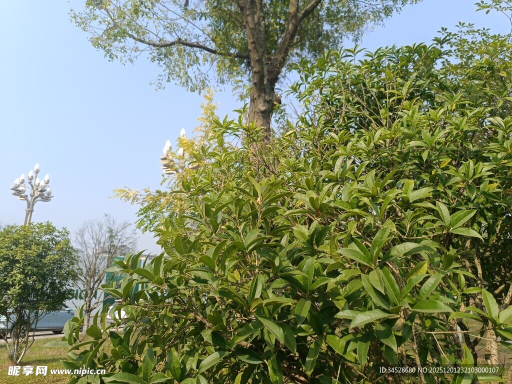户外繁茂绿植景观