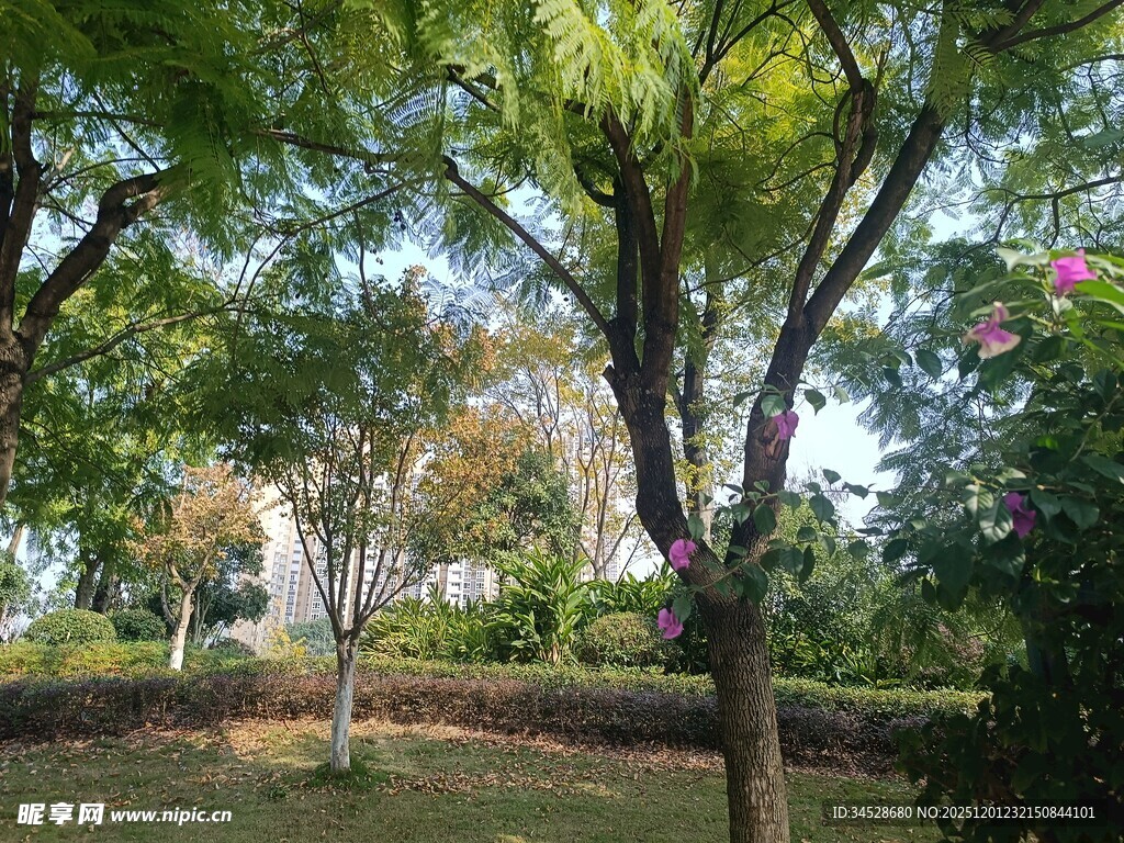 绿树环绕的静谧园林景致