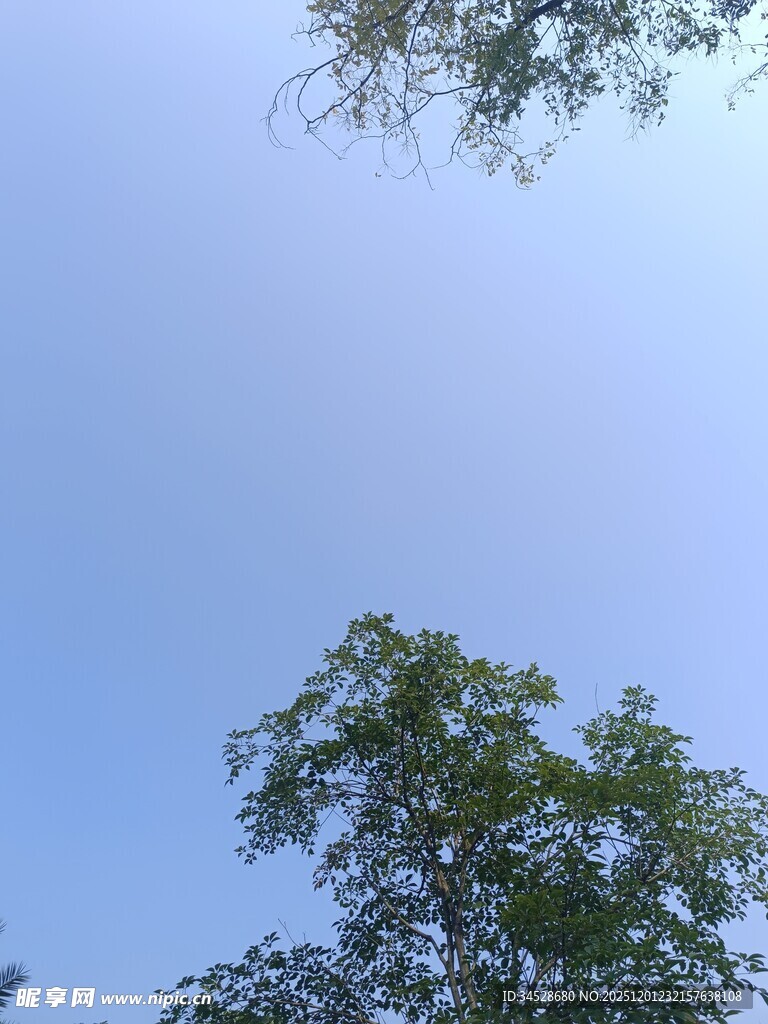 仰望蓝天绿树